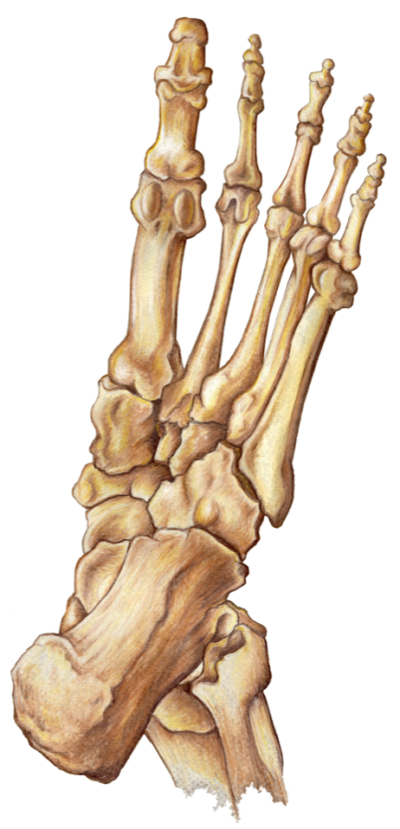 skeleton foot drawing
